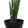 Euphorbia Phosphorea Live Plant - Evergreen Cactus Succulent - 4 Inch Pot - Image 1
