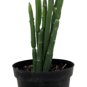Euphorbia Phosphorea Live Plant - Evergreen Cactus Succulent - 4 Inch Pot - Image 1
