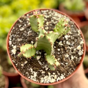 Euphorbia Resinifera Live Plant – Resin Spurge Succulent in 6 inch Pot - Image 3
