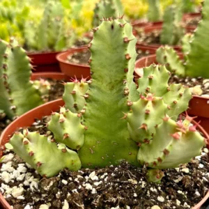 Euphorbia Resinifera Live Plant – Resin Spurge Succulent in 6 inch Pot - Image 1