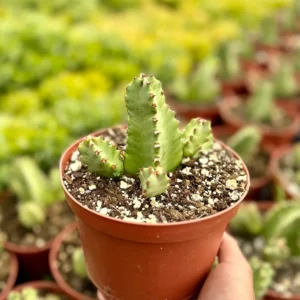 Euphorbia Resinifera Live Plant – Resin Spurge Succulent in 6 inch Pot - Image 4