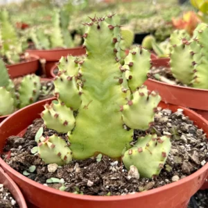 Euphorbia Resinifera Live Plant – Resin Spurge Succulent in 6 inch Pot - Image 5