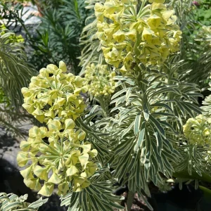 Euphorbia 'Tasmania Tiger' Live Plant – 1-2 ft Tall – 1 Gallon Pot – Outdoor - Image 2