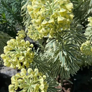 Euphorbia 'Tasmania Tiger' Live Plant – 1-2 ft Tall – 1 Gallon Pot – Outdoor - Image 1