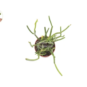 Euphorbia Tirucalli 'Sticks on Fire' Live Plant – 4 inch Pot – Indoor/Outdoor Succulent - Image 2