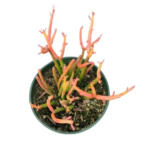 Euphorbia tirucalli 'Sticks on Fire' Succulent Live Plant - Drought-Tolerant - Image 3