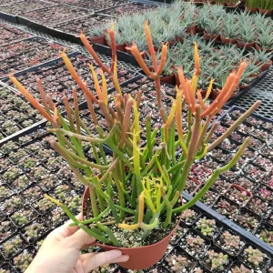 Euphorbia tirucalli 'Sticks on Fire' Succulent Live Plant - Drought-Tolerant - Image 1