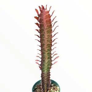 Euphorbia trigona Royal Red Succulent Plant – Live Plant – 2 to 4 Inch Pot – Indoor/Outdoor - Image 2