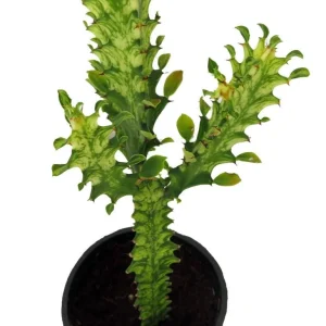 Euphorbia Trigona Variegated Live Plant - African Milk Tree - 5 inch Pot - Image 2