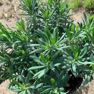 Euphorbia Wulfenii Spurge Live Plant - 1 Gallon Pot, Outdoor - Image 3
