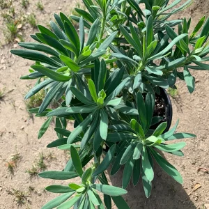 Euphorbia Wulfenii Spurge Live Plant - 1 Gallon Pot, Outdoor - Image 4