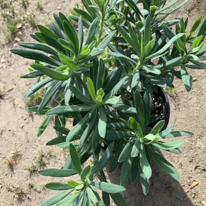 Euphorbia Wulfenii Spurge Live Plant - 1 Gallon Pot, Outdoor - Image 5