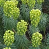 Euphorbia Wulfenii Spurge Live Plant - 1 Gallon Pot, Outdoor - Image 1