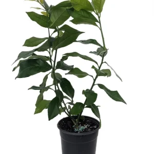 Eureka Lemon Bush Form Live Plant – 5 inch Pot – Indoor/Outdoor Citrus Tree - Image 1