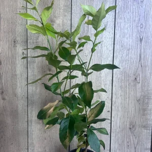 Eureka Lemon Live Plant – 1/2 Gallon Pot – Year-Round Fruiting Citrus Tree for Home & Garden - Image 3