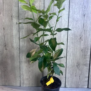 Eureka Lemon Live Plant – 1/2 Gallon Pot – Year-Round Fruiting Citrus Tree for Home & Garden - Image 4
