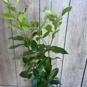 Eureka Lemon Live Plant – 1/2 Gallon Pot – Year-Round Fruiting Citrus Tree for Home & Garden - Image 5