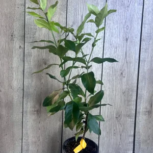 Eureka Lemon Live Plant – 1/2 Gallon Pot – Year-Round Fruiting Citrus Tree for Home & Garden - Image 6