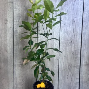 Eureka Lemon Live Plant – 1/2 Gallon Pot – Year-Round Fruiting Citrus Tree for Home & Garden - Image 8