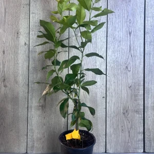 Eureka Lemon Live Plant – 1/2 Gallon Pot – Year-Round Fruiting Citrus Tree for Home & Garden - Image 9