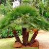 European Fan Palm Tree - Chamaerops Humilis Live Plant - 3 Gallon Pot - Outdoor - Image 1