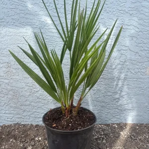 European Fan Palm Tree - Chamaerops Humilis Live Plant - 3 Gallon Pot - Outdoor - Image 5