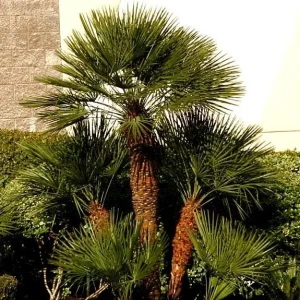 European Fan Palm Tree - Chamaerops Humilis Live Plant - 3 Gallon Pot - Outdoor - Image 6