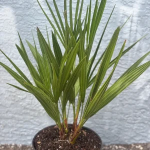 European Fan Palm Tree - Chamaerops Humilis Live Plant - 3 Gallon Pot - Outdoor - Image 7