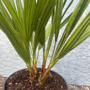 European Fan Palm Tree Live Plant - Chamaerops Humilis - 3 Gallon Pot - Outdoor - Image 3