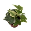 Eva English Ivy Live Plant - Hedera helix - 2.5 inch Pot - Indoor/Outdoor - Image 1