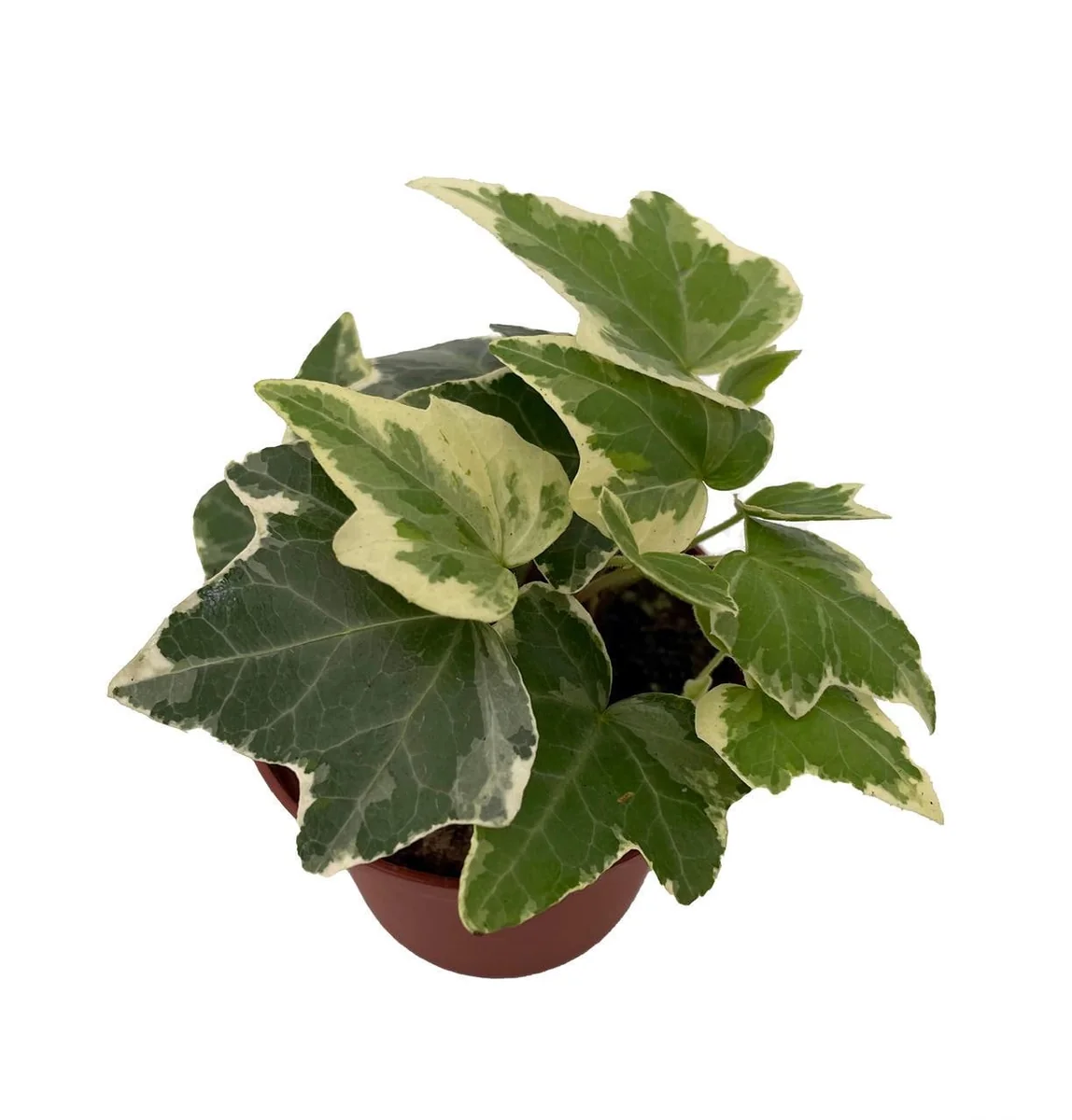 Eva English Ivy Live Plant - Hedera helix - 2.5 inch Pot - Indoor/Outdoor - Image 1