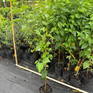 Everbearing Mulberry Tree Live Plant – 3 Gallon, 3 Feet Tall – Outdoor Fruit Tree - Image 2