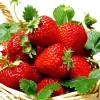 Everbearing Ozark Beauty Strawberry Plants - 50 Bare Root Plants - Outdoor - Image 1