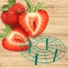 Everbearing Strawberry Plants Bare Root + Green Supports Bundle - Outdoor Berry Plant - Image 1