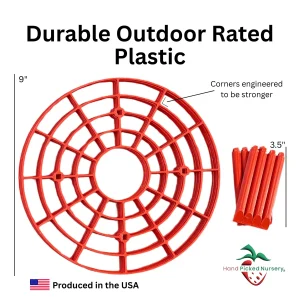 Everbearing Strawberry Plants Bare Root with Supports - USA Grown, Zones 4-9 - Image 5