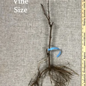 Everest Grape Vine - 1 Bare Root Live Plant - Blue-Black Grapes for Home Gardens - Image 3