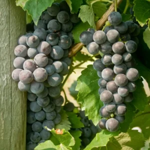 Everest Grape Vine - 1 Bare Root Live Plant - Blue-Black Grapes for Home Gardens - Image 1