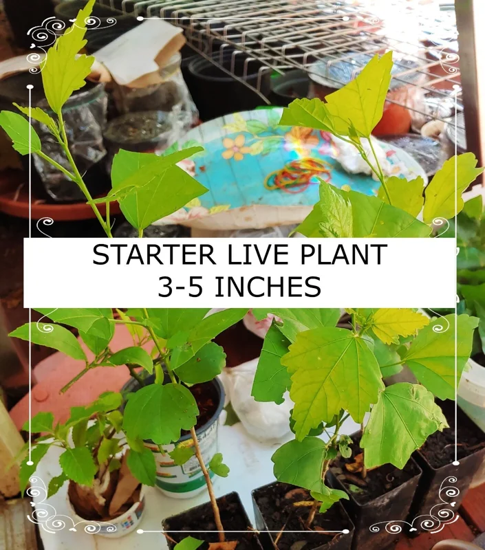 Evergreen Bunching Onion Seeds - 25-35 Count - Non-GMO Heirloom Vegetable Seeds for Indoor & Outdoor Gardening - Image 5