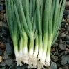 Evergreen Bunching Onion Seeds - 25-35 Seeds - Non-GMO Heirloom Vegetable - Image 1