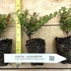 Evergreen Huckleberry Live Plant - Vaccinium ovatum - 1 Year Old Potted Shrub - Image 1