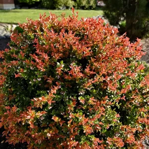 Evergreen Huckleberry Live Plant - Vaccinium ovatum - 1 Year Old Potted Shrub - Image 2