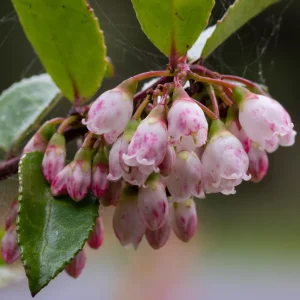 Evergreen Huckleberry Live Plant - Vaccinium ovatum - 1 Year Old Potted Shrub - Image 3
