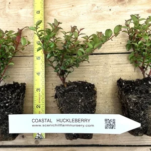 Evergreen Huckleberry Live Plant - Vaccinium ovatum - 1 Year Old Potted Shrub - Image 1