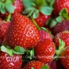 Eversweet Everbearing Strawberry Bare Root Plants - Sweet, Juicy Berries - Image 1