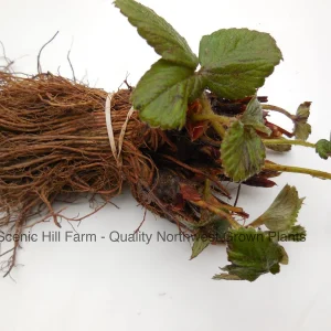 Eversweet Everbearing Strawberry Bare Root Plants - Sweet, Juicy Berries - Image 2