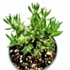 Eve's Needle Cactus Live Plant - Austrocylindropuntia subulata Succulent - Image 1