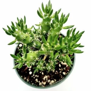 Eve's Needle Cactus Live Plant - Austrocylindropuntia subulata Succulent - Image 2