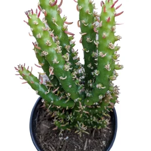 Eve's Needle Cactus Live Plant - Austrocylindropuntia subulata Succulent - Image 7