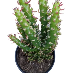 Eve's Needle Cactus Live Plant - Austrocylindropuntia subulata Succulent - Image 8