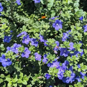 Evolvulus Blue Daze Live Plant – 2 Pack, 4-6